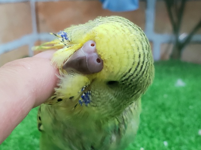 ジャンボセキセイインコ