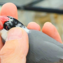 まだらさん☆とくちょうは、あまえるーー　桜文鳥〜〜