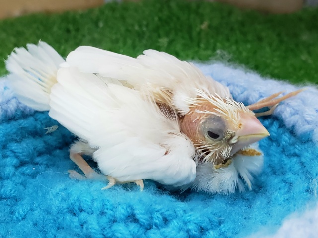 十姉妹（ジュウシマツ）