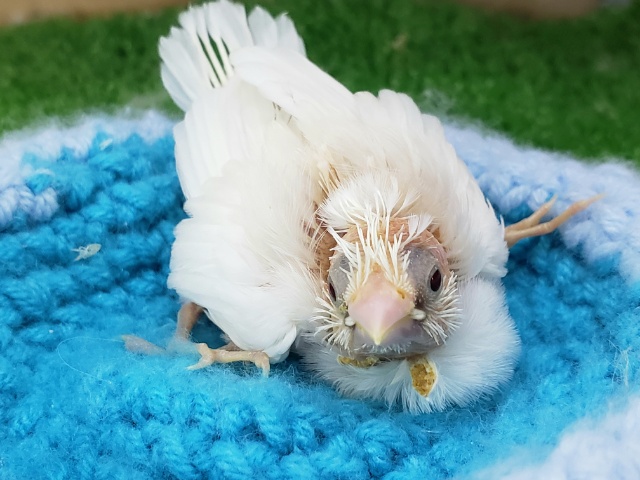 十姉妹（ジュウシマツ）