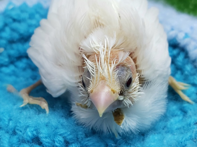 モヒカン十姉妹入荷です