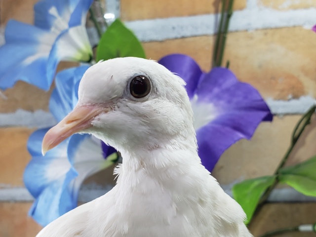 🎩ギンバトきたよ～！！