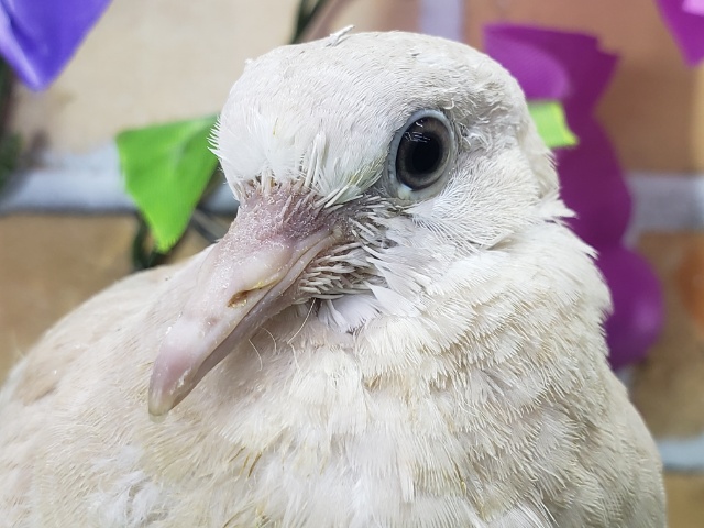 ジュズカケ鳩入荷です～