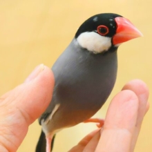 癒やしの引き出しが。。いっぱい☆☆☆　桜文鳥〜〜