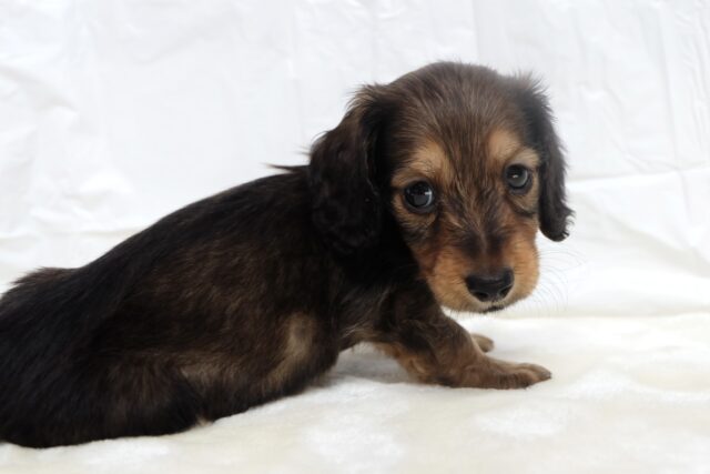 10/17最新🎥なでなでもご飯も大好き♡ミニチュアダックスフンド(レッド)2025年6月7日生まれ 男の子 ミニチュアダックス