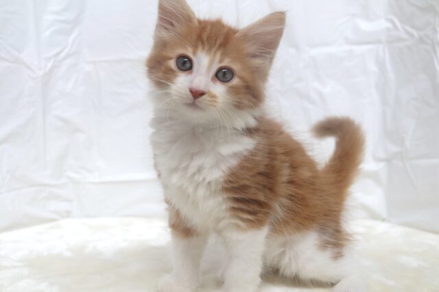 優しい毛色のイケメンくん🧡ノルウェージャンフォレストキャット（レッドタビー&ホワイト）2025年6月6日生まれ男の子