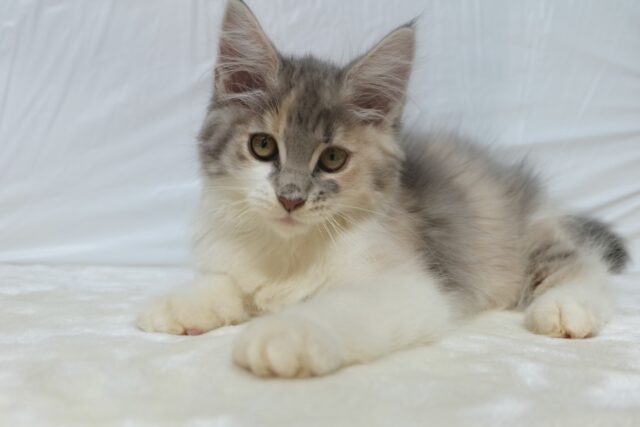 ノルウェージャンフォレストキャット