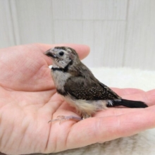 お顔の縁取りが可愛いレアフィンチ❤カノコスズメのヒナさん来ましたよ!!