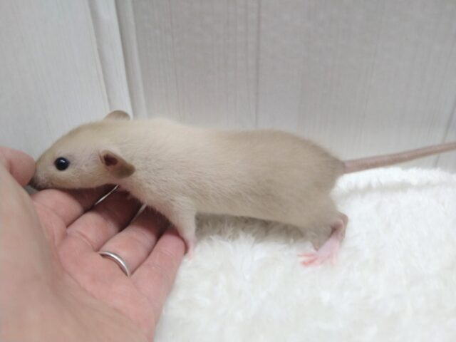 ファンシーラット