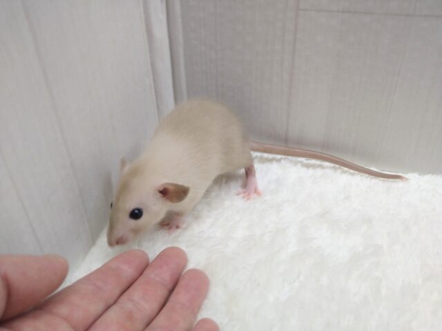 ファンシーラット