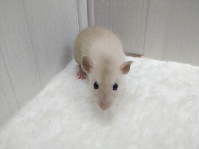 ファンシーラット