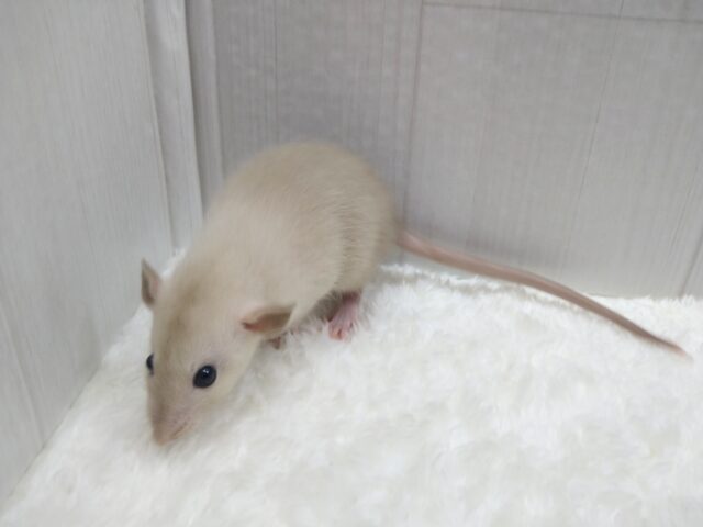 ファンシーラット