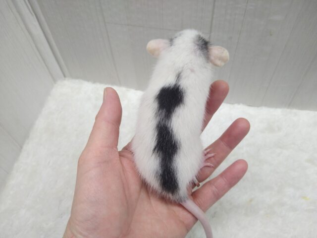 ファンシーラット