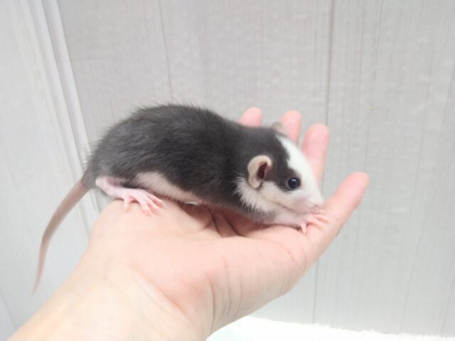 ファンシーラット