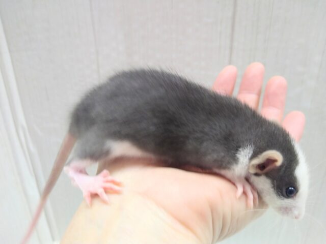 ファンシーラット