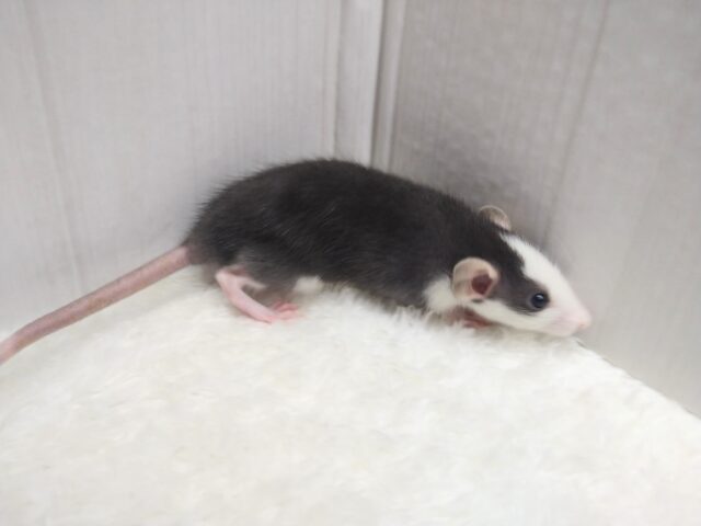 ファンシーラット