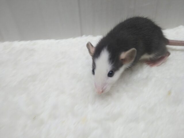 ファンシーラット