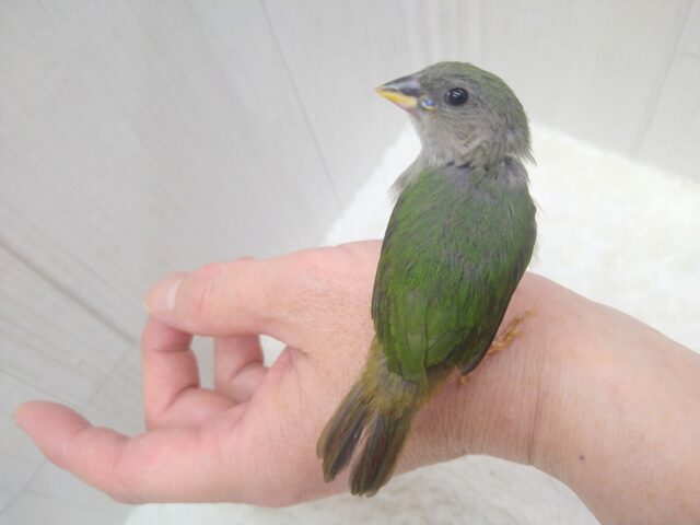 緑と瑠璃色が美しい✨レアフィンチ!チモールセイコウチョウさん来ましたよ〜 チモールセイコウチョウ