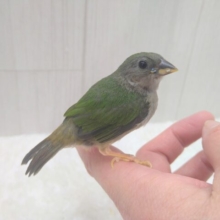緑と瑠璃色が美しい✨レアフィンチ！チモールセイコウチョウさん来ましたよ〜
