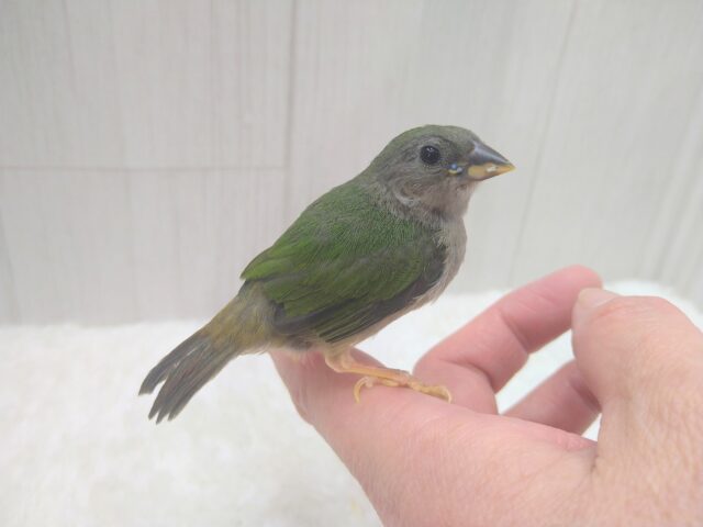 緑と瑠璃色が美しい✨レアフィンチ！チモールセイコウチョウさん来ましたよ〜