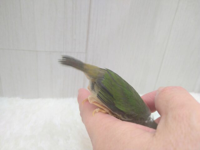 緑と瑠璃色が美しい✨レアフィンチ!チモールセイコウチョウさん来ましたよ〜 チモールセイコウチョウ