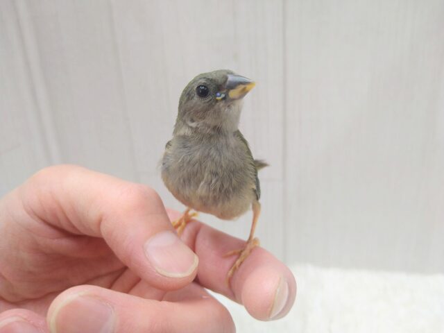 緑と瑠璃色が美しい✨レアフィンチ!チモールセイコウチョウさん来ましたよ〜 チモールセイコウチョウ