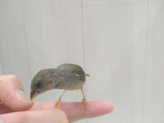 緑と瑠璃色が美しい✨レアフィンチ!チモールセイコウチョウさん来ましたよ〜 チモールセイコウチョウ