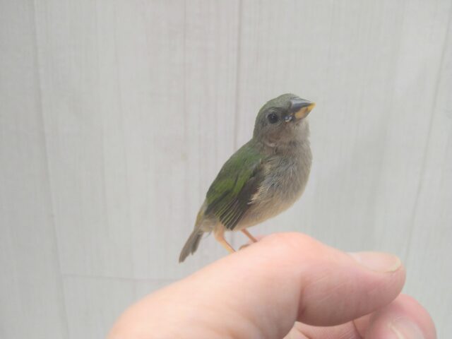 緑と瑠璃色が美しい✨レアフィンチ!チモールセイコウチョウさん来ましたよ〜 チモールセイコウチョウ