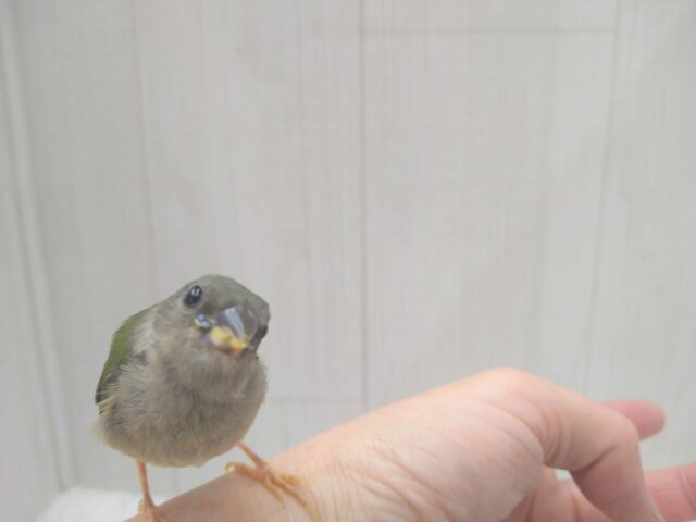 緑と瑠璃色が美しい✨レアフィンチ!チモールセイコウチョウさん来ましたよ〜 チモールセイコウチョウ