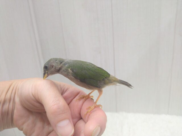 緑と瑠璃色が美しい✨レアフィンチ!チモールセイコウチョウさん来ましたよ〜 チモールセイコウチョウ