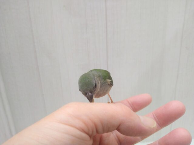 緑と瑠璃色が美しい✨レアフィンチ!チモールセイコウチョウさん来ましたよ〜 チモールセイコウチョウ