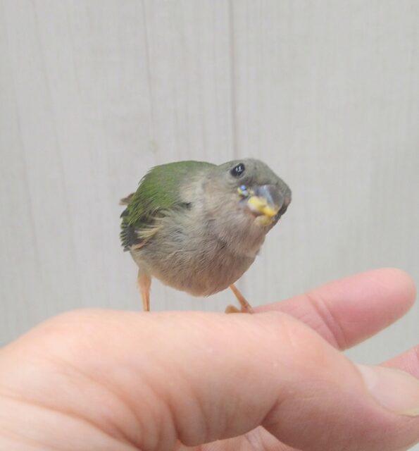 緑と瑠璃色が美しい✨レアフィンチ!チモールセイコウチョウさん来ましたよ〜 チモールセイコウチョウ