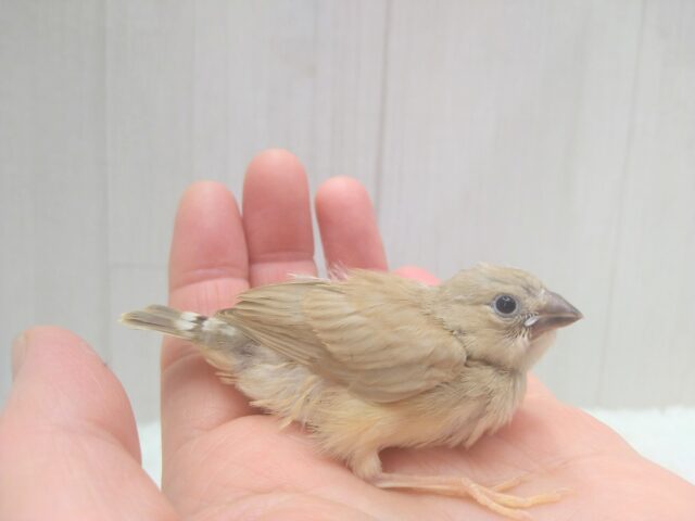 錦花鳥（キンカチョウ）