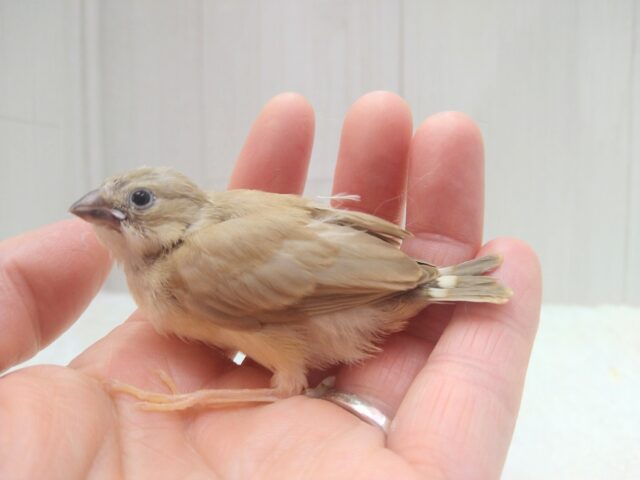 錦花鳥（キンカチョウ）