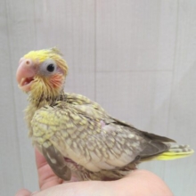 笑顔がステキなオカメインコさん来ました🎵シナモンパール