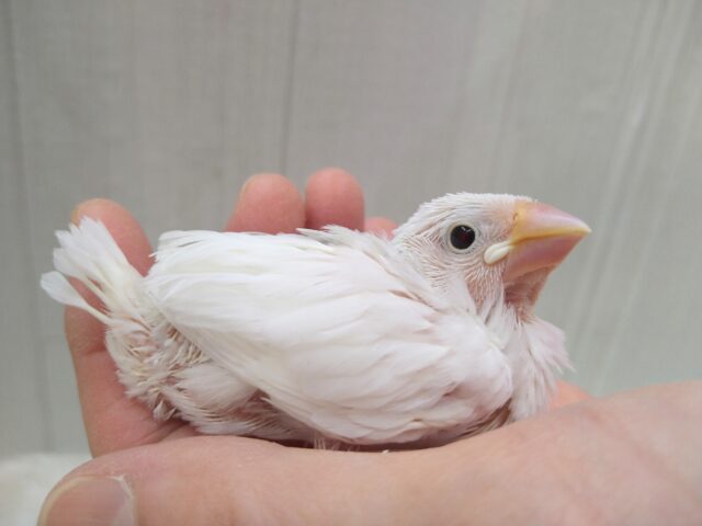 お久しぶりです！白文鳥のヒナさんが来ましたよ〜