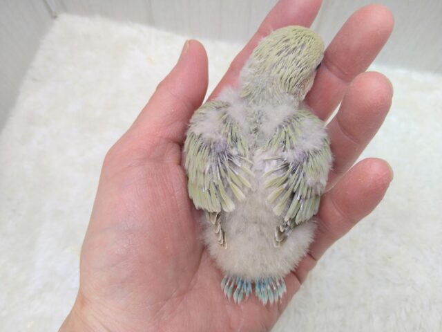 あわあわカラーなコザクラインコのヒナさん来ましたよ〜シナモン コザクラインコ(小桜インコ)