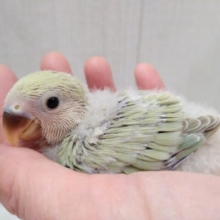あわあわカラーなコザクラインコのヒナさん来ましたよ〜シナモン