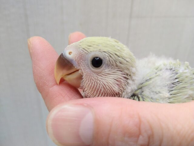あわあわカラーなコザクラインコのヒナさん来ましたよ〜シナモン コザクラインコ(小桜インコ)