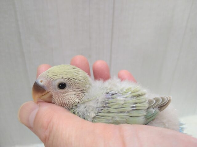 あわあわカラーなコザクラインコのヒナさん来ましたよ〜シナモン コザクラインコ(小桜インコ)