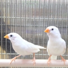 白キンカ鳥さんペアで来ました〜🎵