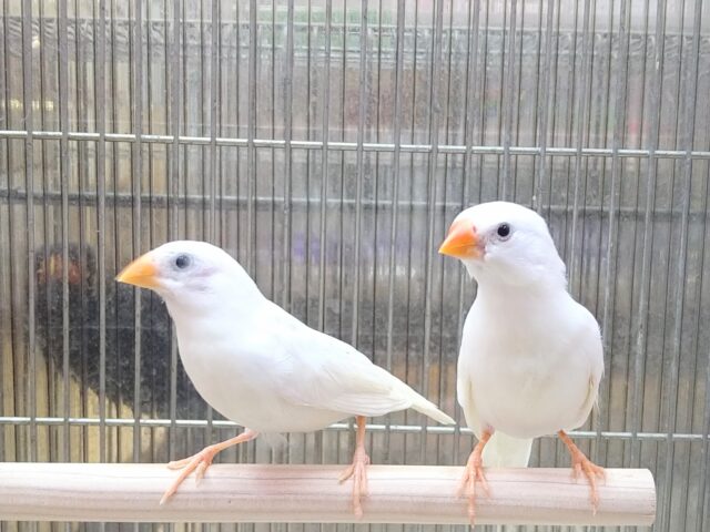 白キンカ鳥さんペアで来ました〜🎵 錦花鳥(キンカチョウ)
