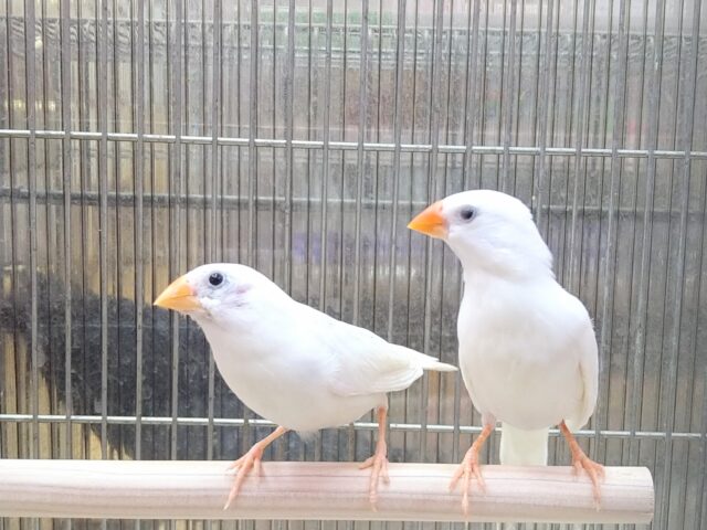 白キンカ鳥さんペアで来ました〜🎵 錦花鳥(キンカチョウ)