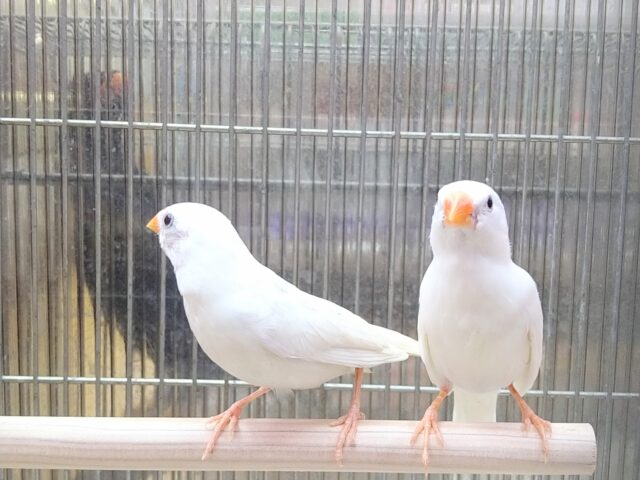 白キンカ鳥さんペアで来ました〜🎵 錦花鳥(キンカチョウ)