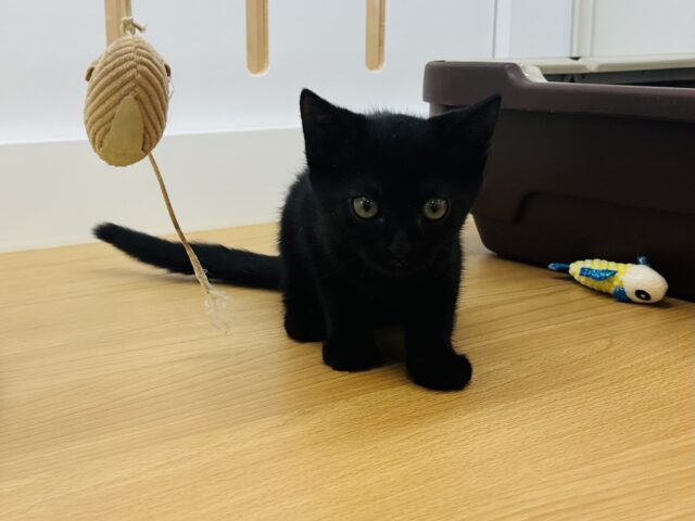 スコティッシュフォールド