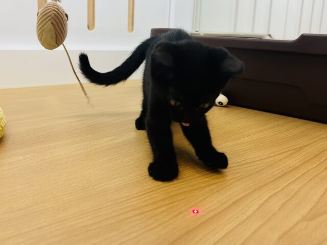 スコティッシュフォールド