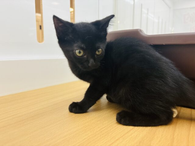 スコティッシュフォールド