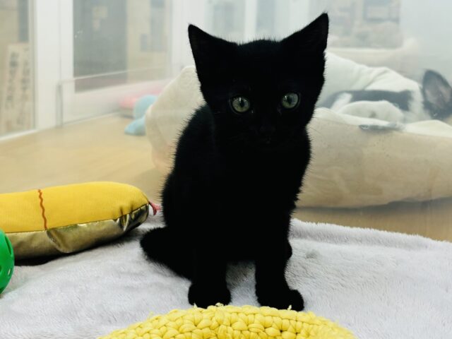 スコティッシュフォールド