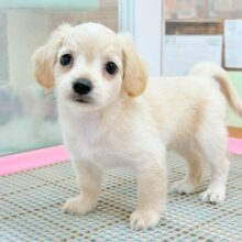 ムチムチボディーのエンジェル♡ミックス犬くん(チワワ×ミニチュアダックス)