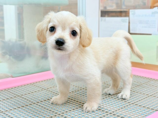 ムチムチボディーのエンジェル♡ミックス犬くん(チワワ×ミニチュアダックス)